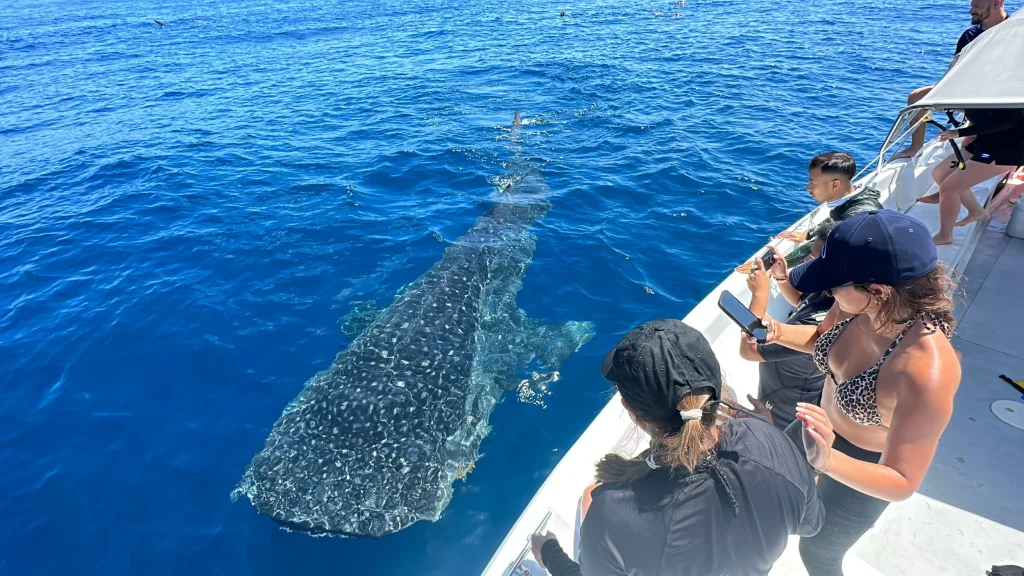 Full Day Swimming with Whale Sharks