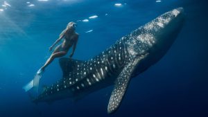 Private Best Place to Swim with Whale Sharks