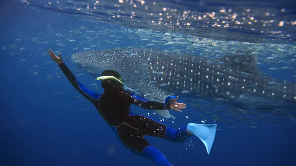 Whale Shark Dive Tour