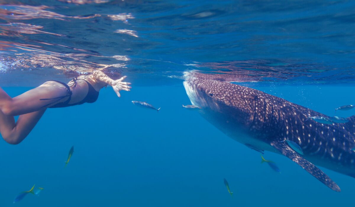 Whale Shark Dive Tour