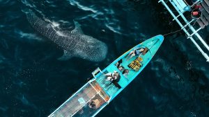 group whale shark adventure