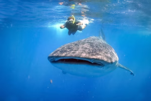 unguided snorkeling with whale sharks