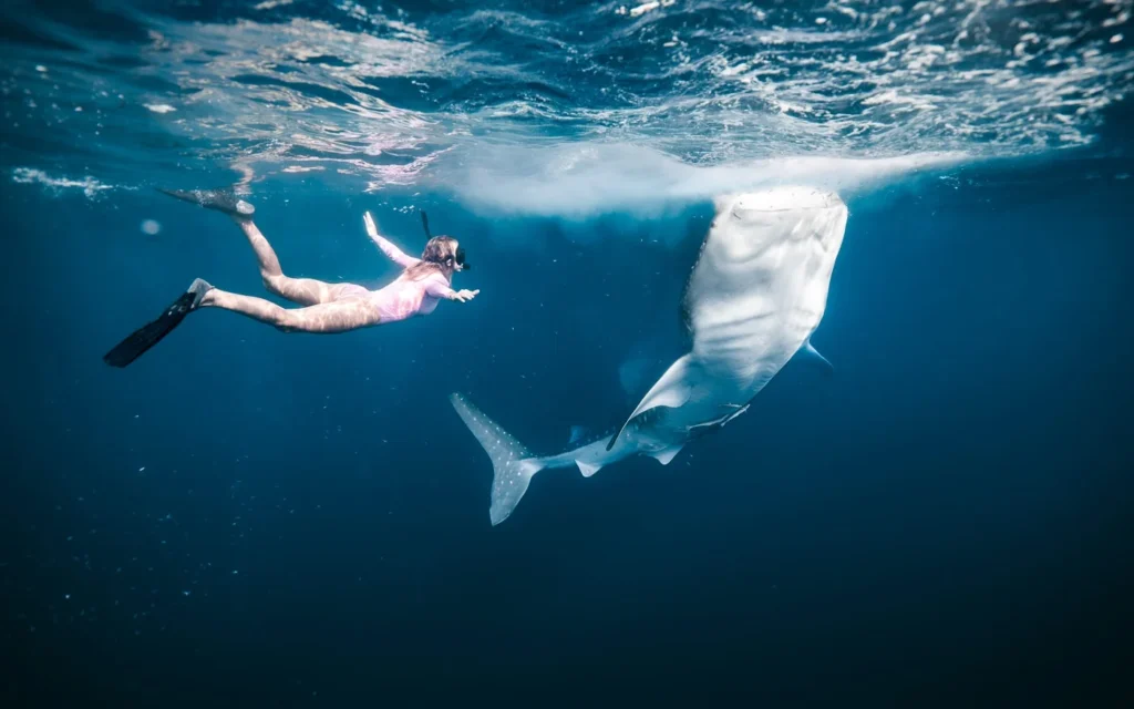 diving in Saleh Bay conservation