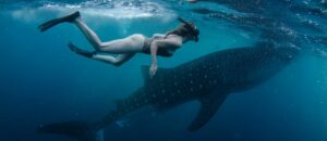 diving in Saleh Bay conservation