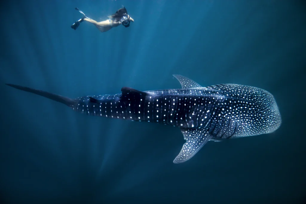 half day whale shark snorkeling