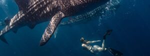 half day whale shark snorkeling