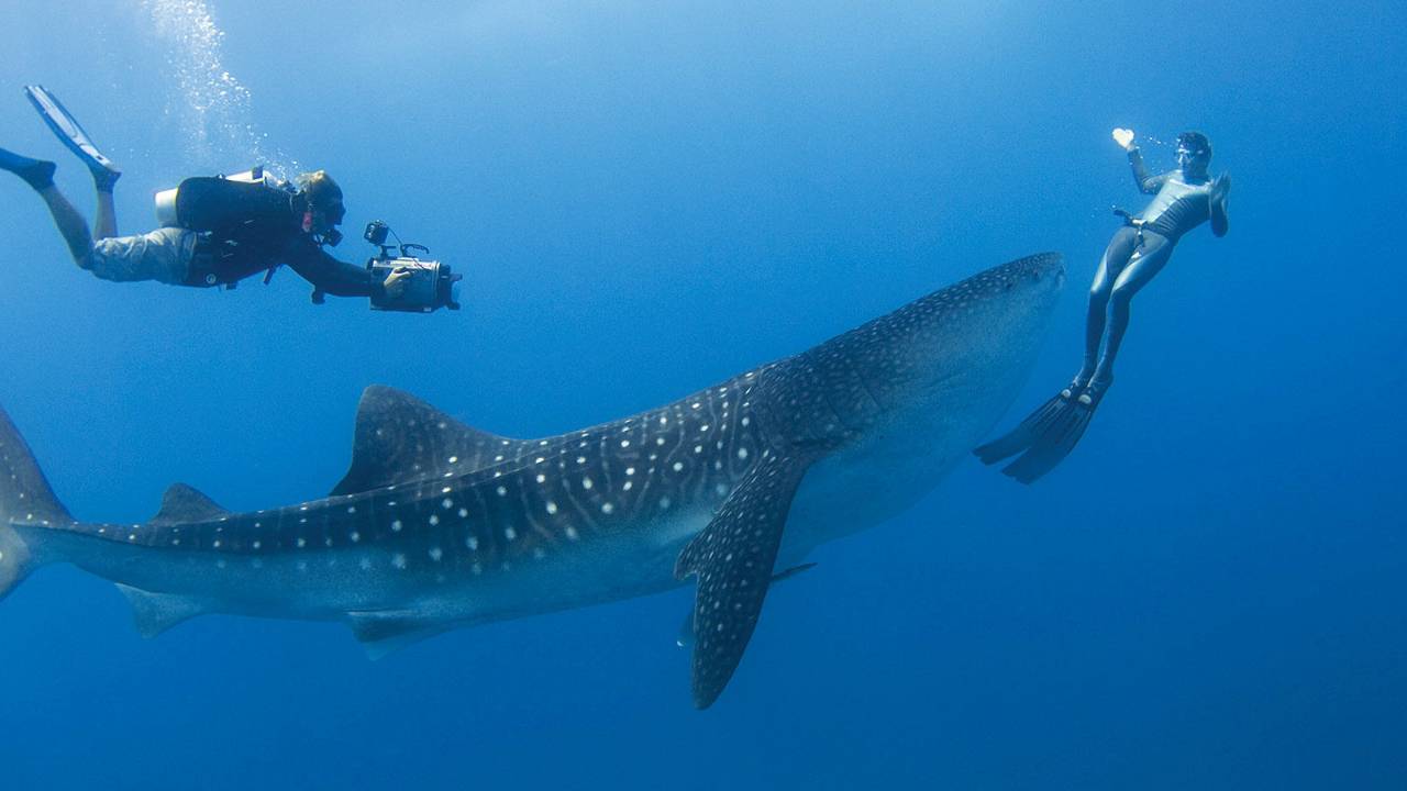 safari tour whale shark diving