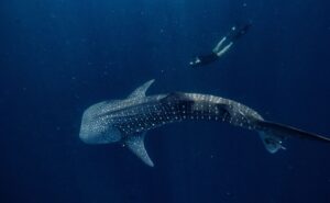 safari tour whale shark tour Sumbawa