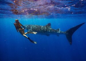snorkeling with whale sharks affordable