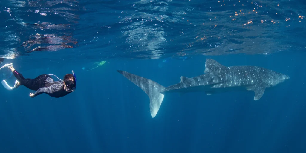whale shark safari half day