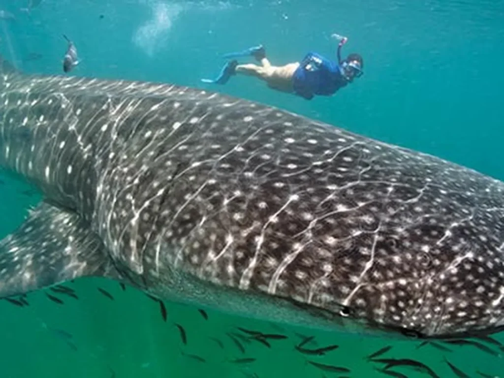 whale shark trip deep water