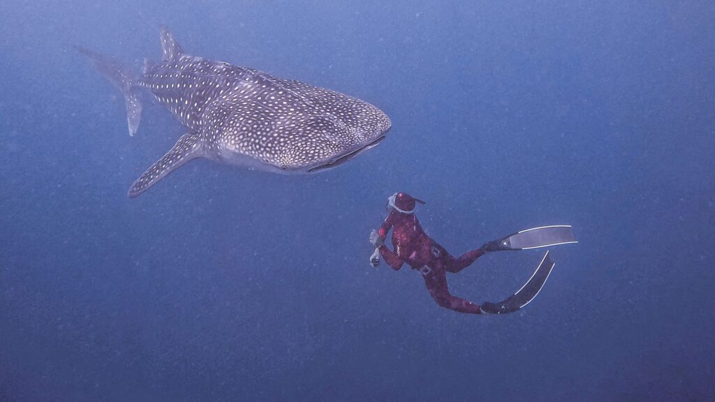 whale shark trip deep water