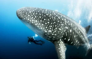 scuba tour whale shark encounter