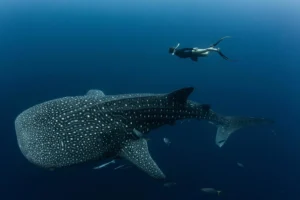 shallow water whale shark encounter