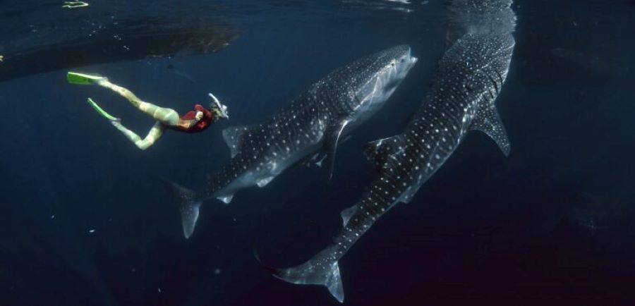 snorkel adventure Sumbawa