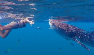 whale shark snorkeling Indonesia how to go