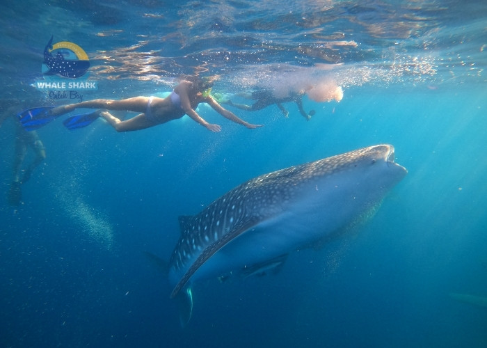 Marine life Sumbawa whale shark snorkeling
