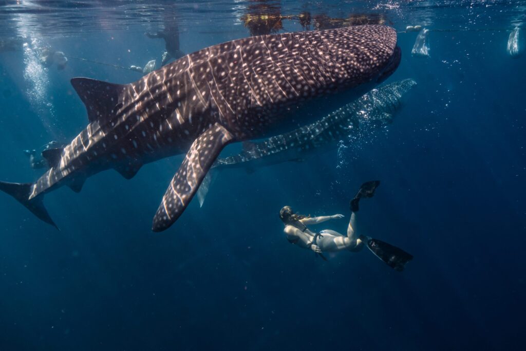 Marine life Sumbawa whale shark snorkeling