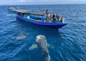 Snorkeling with whale sharks boat trip