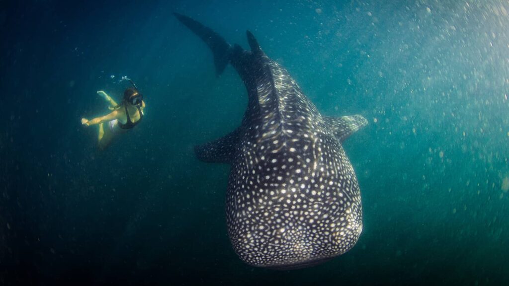 diving in Saleh Bay deep water
