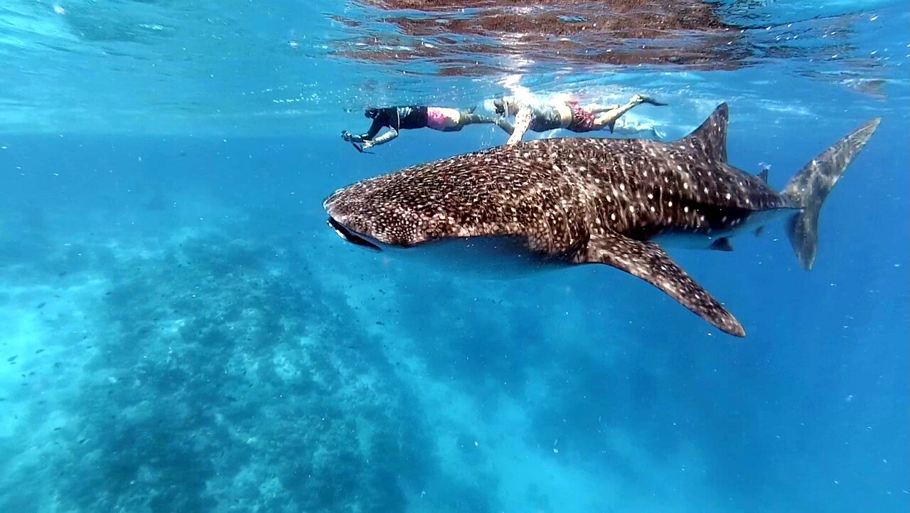 family friendly whale shark season Sumbawa