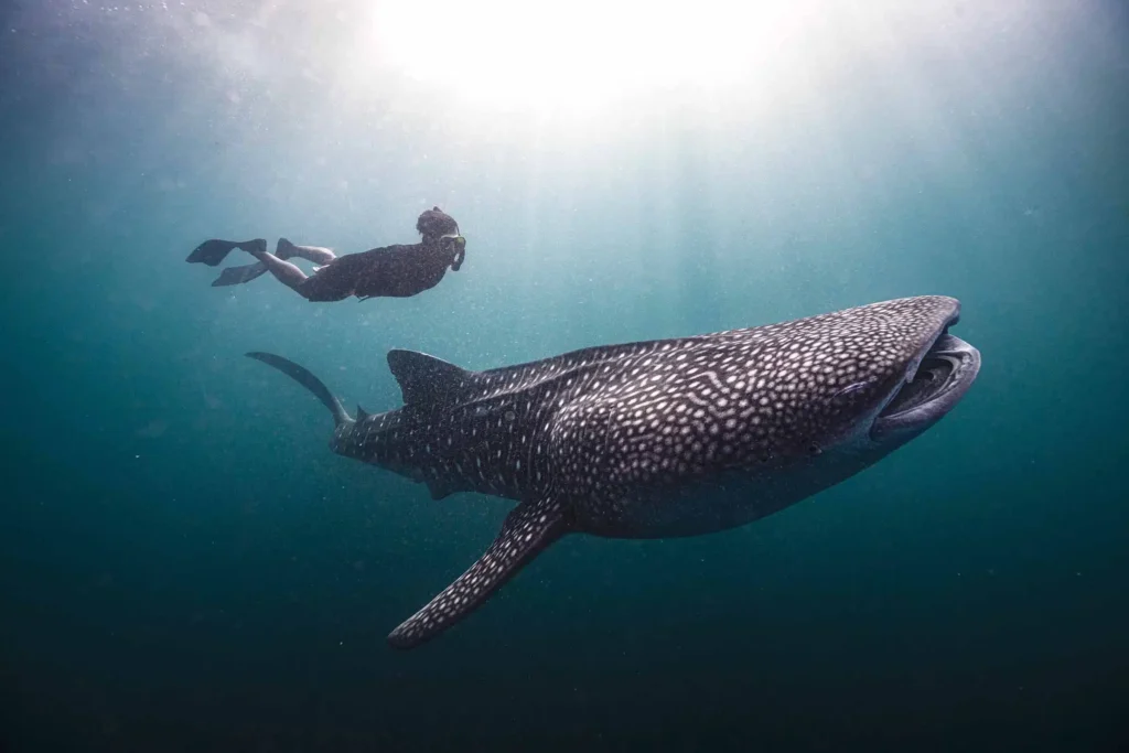 guided diving with whale sharks