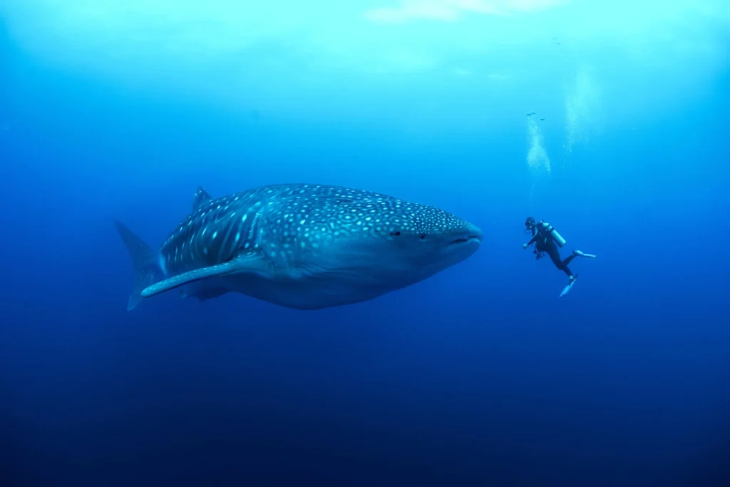 guided diving with whale sharks