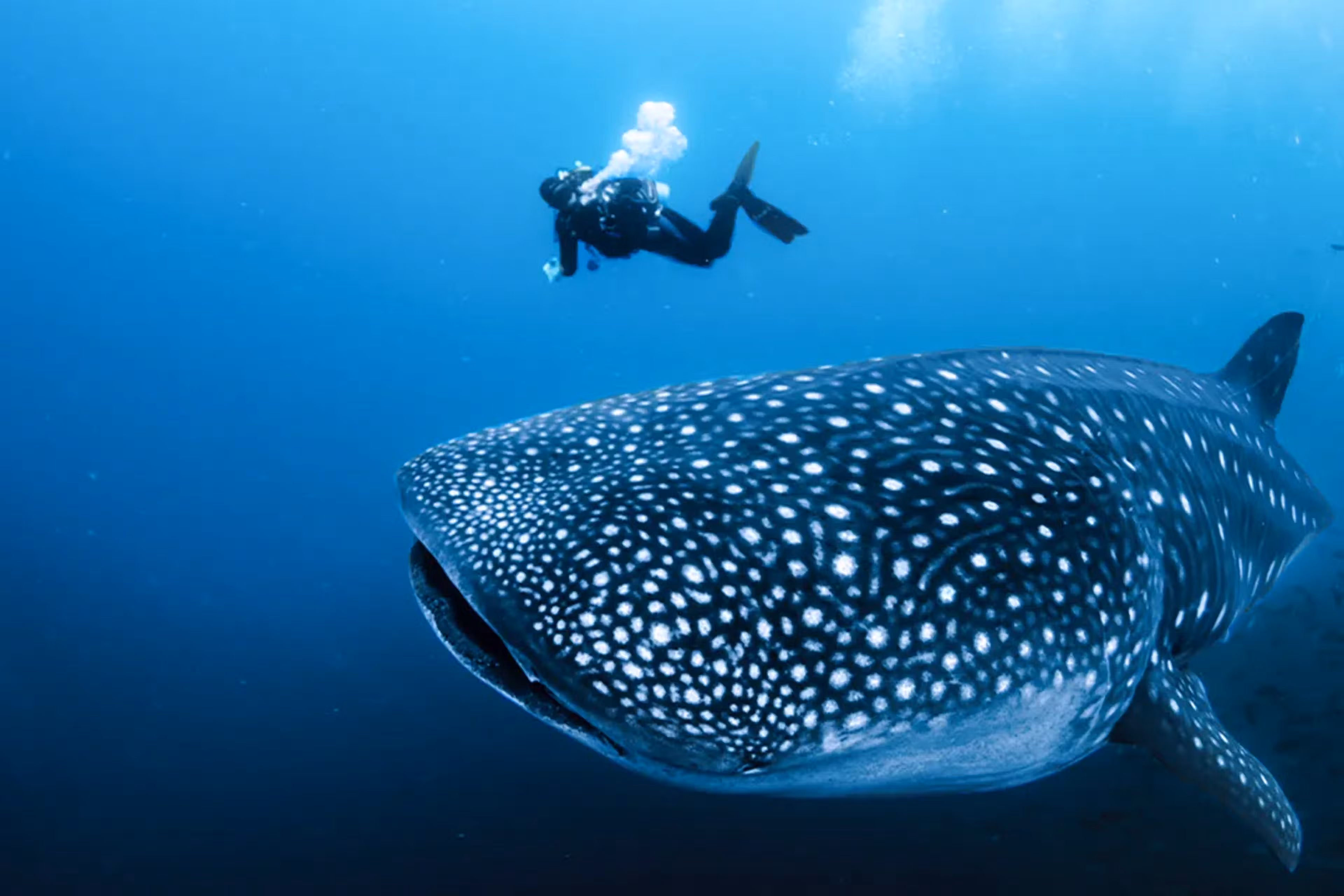 guided diving with whale sharks