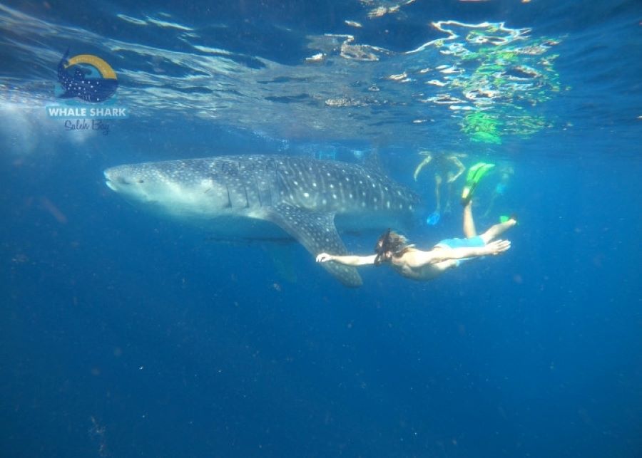 scuba tour snorkeling in Saleh Bay