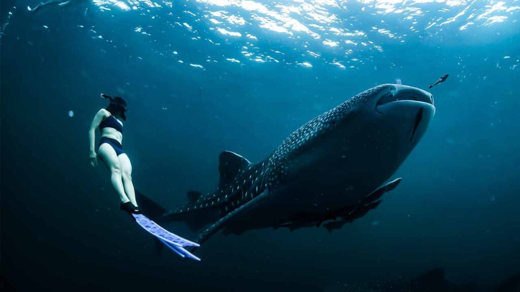 Diving in Saleh Bay advanced