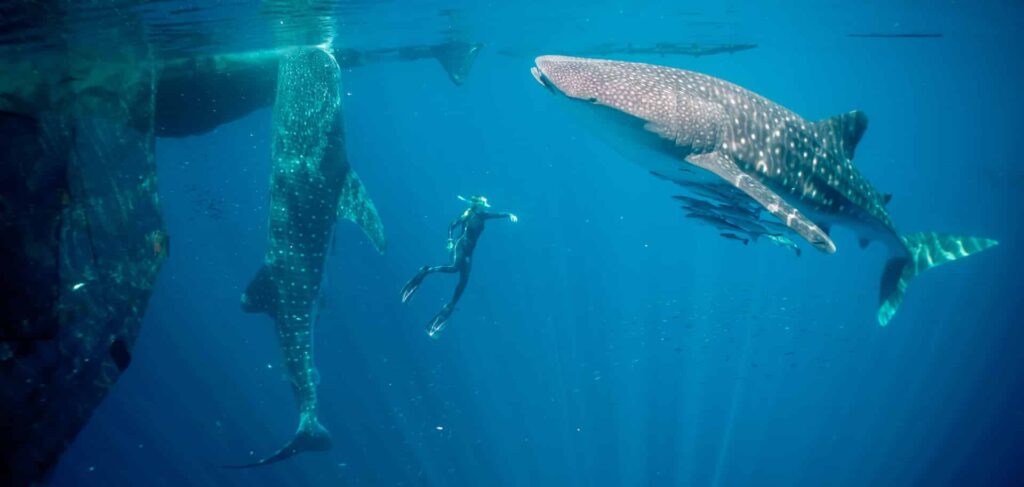 Photography swimming with whale sharks in Indonesia