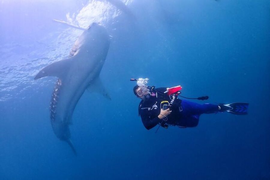 Photography swimming with whale sharks in Indonesia