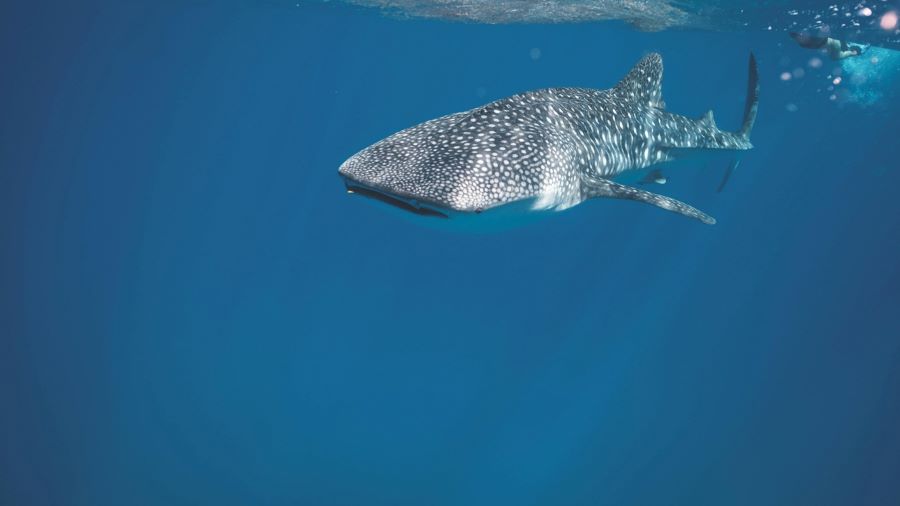 Photography swimming with whale sharks in Indonesia