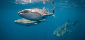 Photography swimming with whale sharks in Indonesia