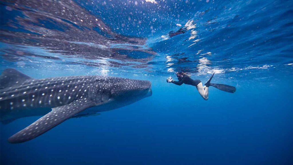 boat trip swimming with whale sharks in Indonesia