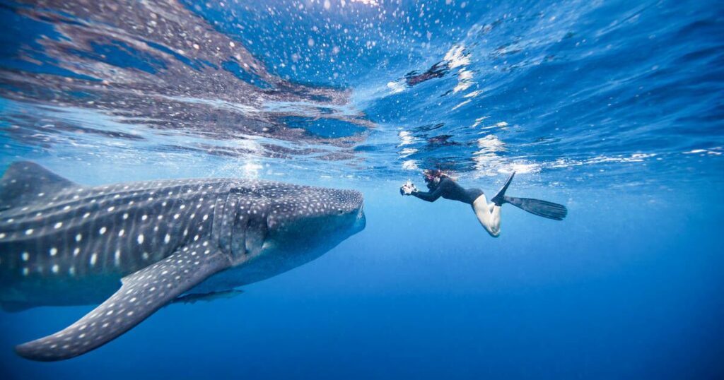 deep water best place to swim with whale sharks