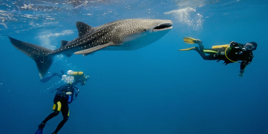 luxury where to dive with whale sharks