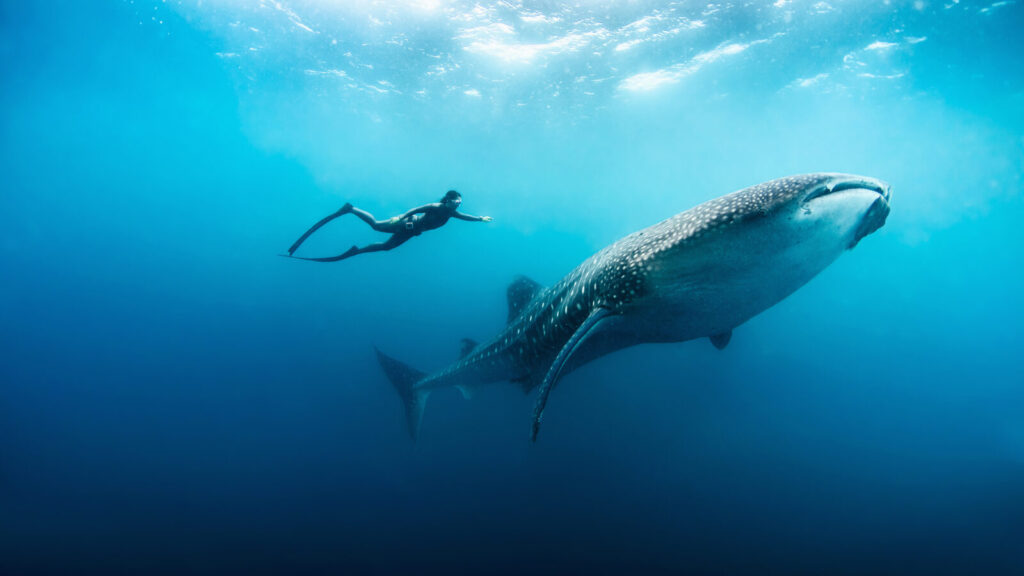 luxury where to dive with whale sharks