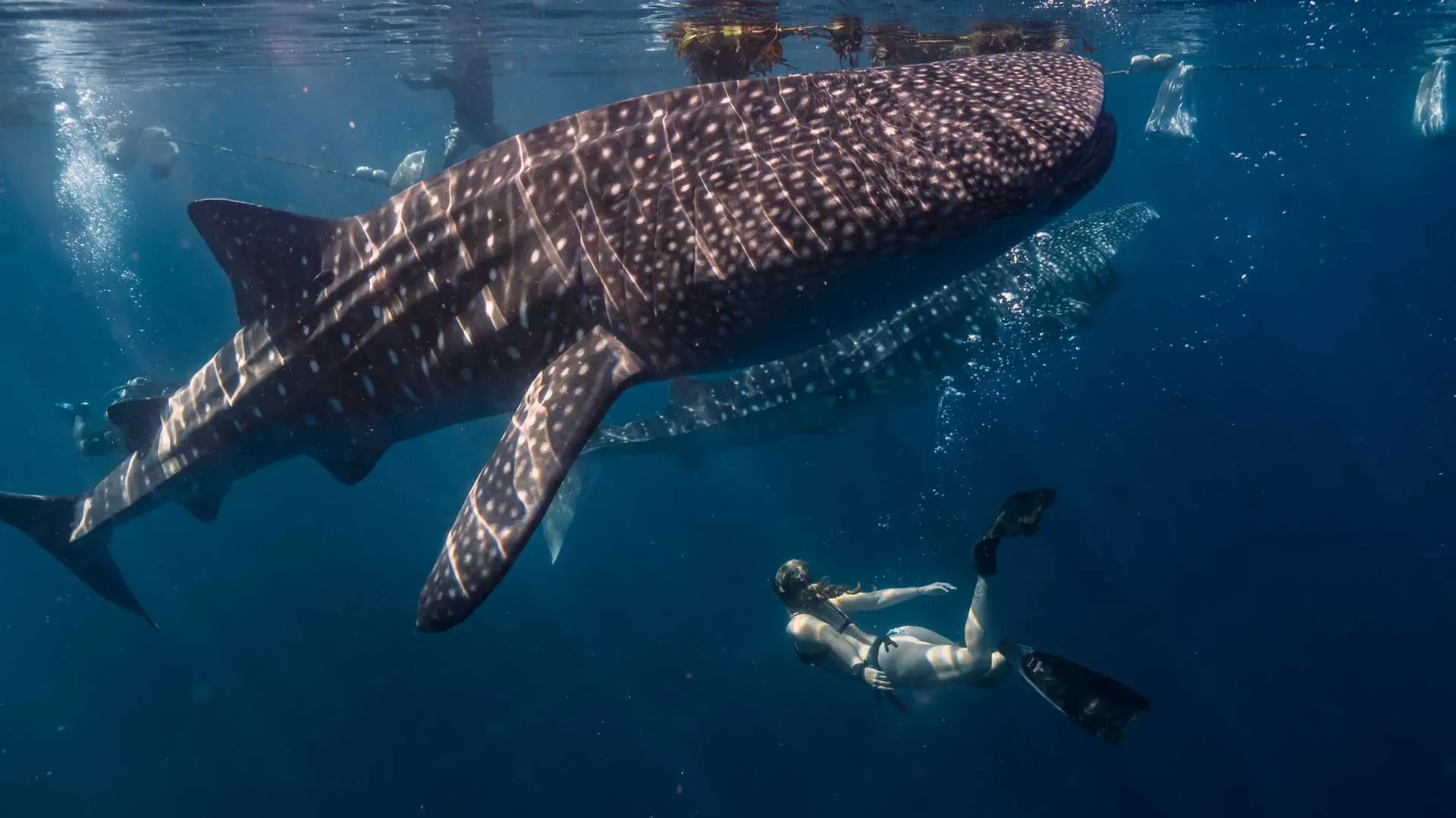 luxury where to dive with whale sharks