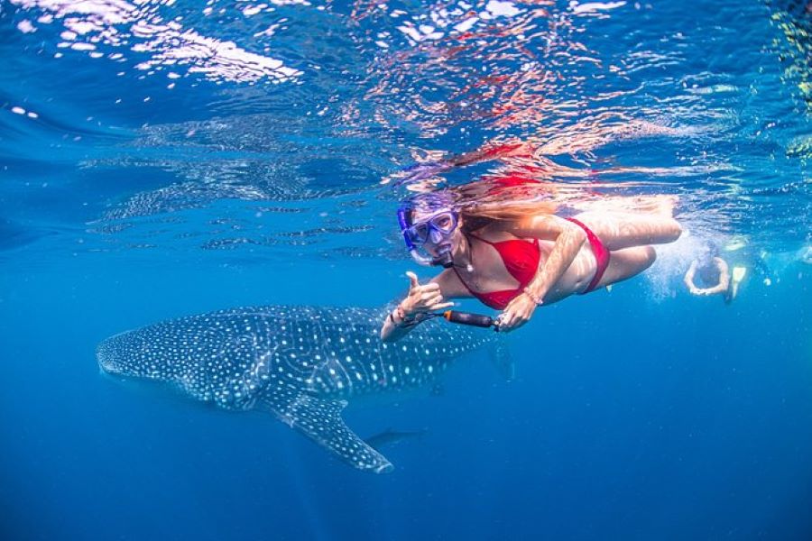 shallow water whale shark snorkeling