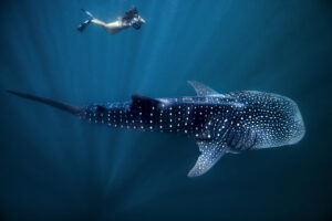 shallow water whale shark snorkeling
