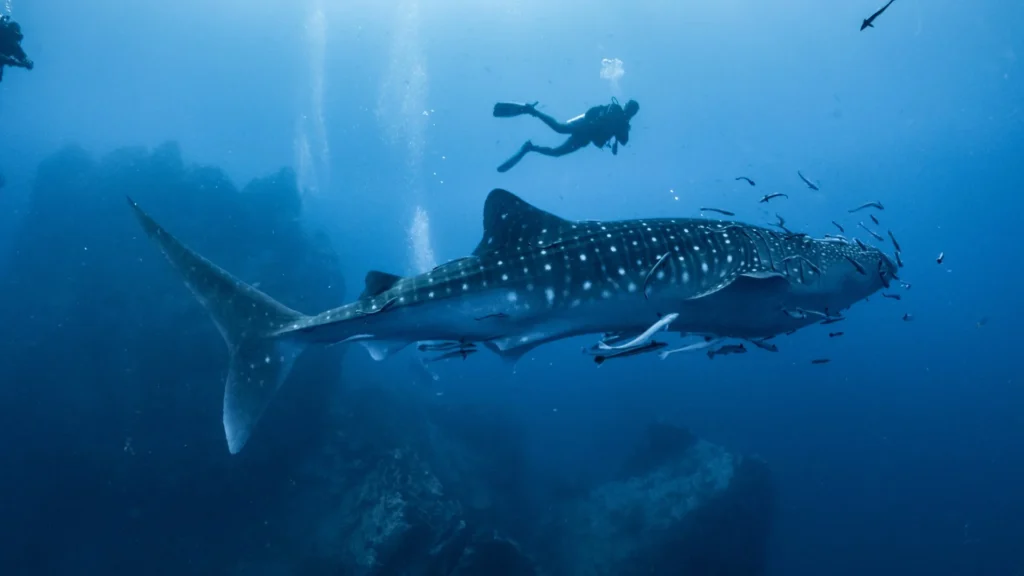 swimming with whale sharks in Indonesia photography