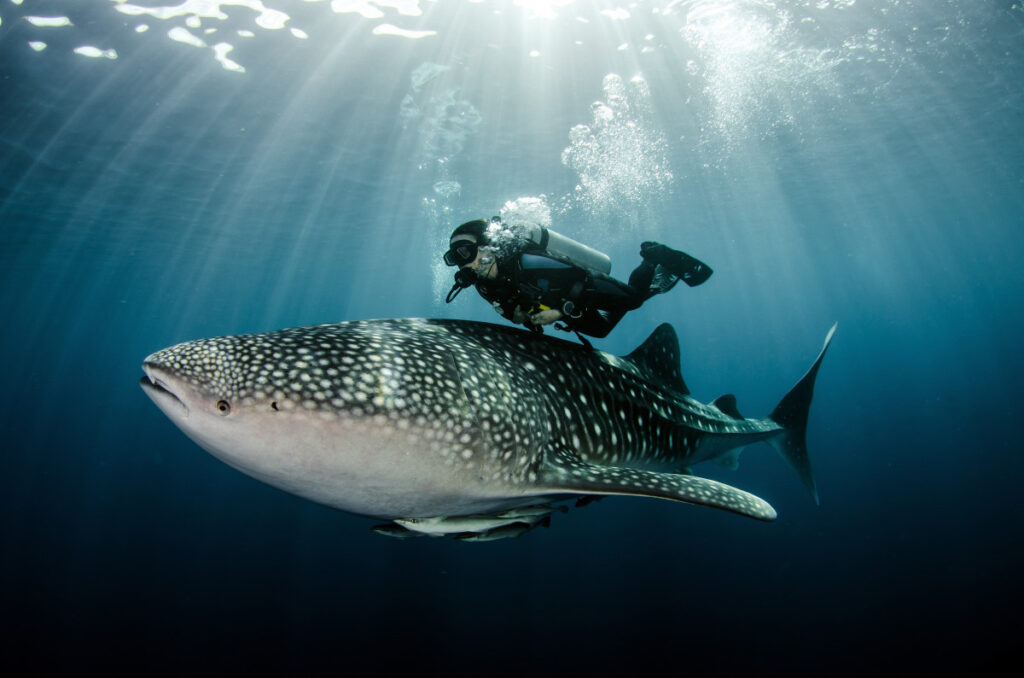 swimming with whale sharks in Indonesia photography