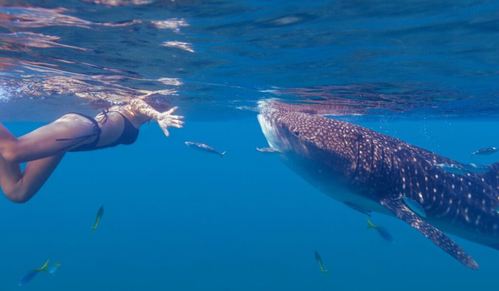 whale shark encounter 3 day
