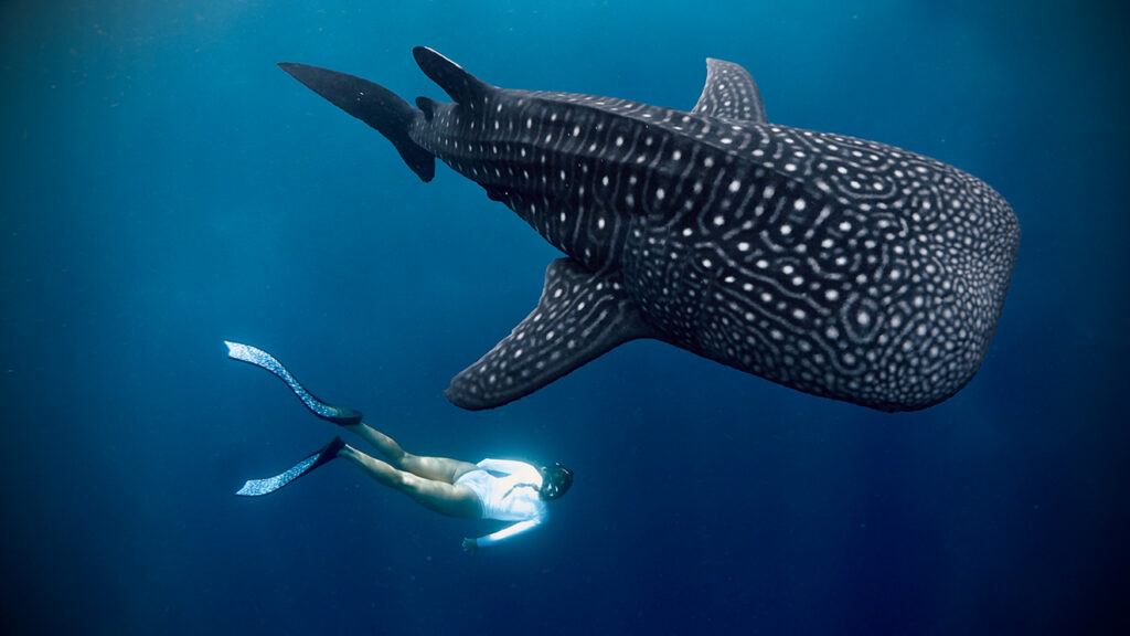 whale shark encounter 3 day