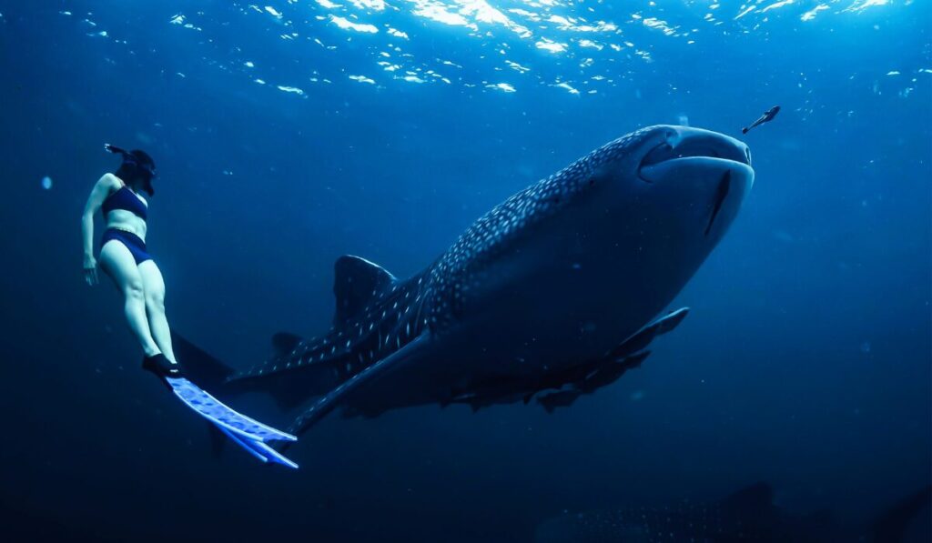 whale shark encounter 3 day