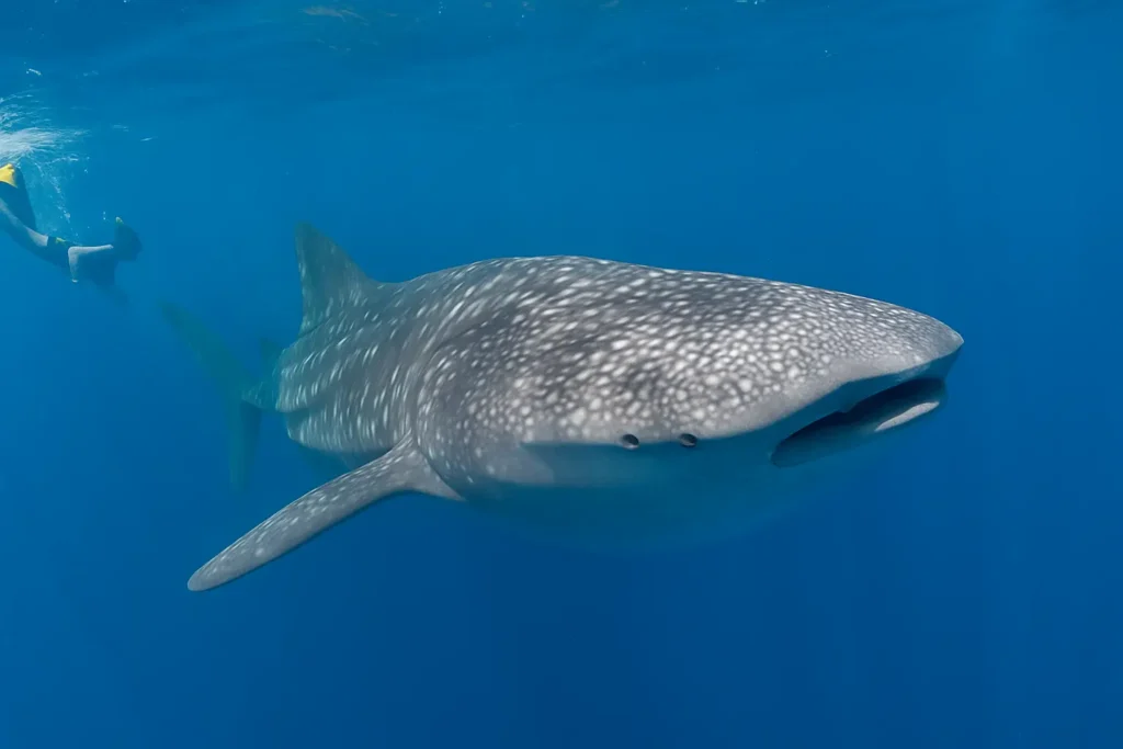 whale shark safari eco-friendly