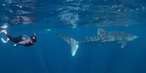 whale shark safari eco-friendly