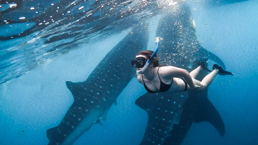 whale shark trip group