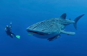 where to dive with whale sharks marine life
